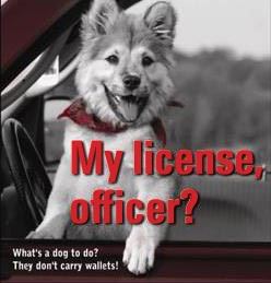 My License, Officer?